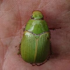 Xylonichus eucalypti
