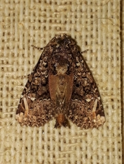 Heterochroma eriopioides