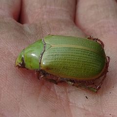 Xylonichus eucalypti