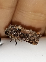 Heterochroma eriopioides