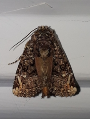 Heterochroma eriopioides