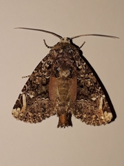 Heterochroma eriopioides