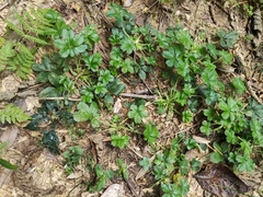 Potentilla kleiniana