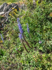 Veronica porphyriana