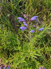 Dracocephalum peregrinum