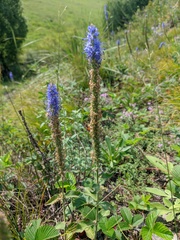Veronica porphyriana