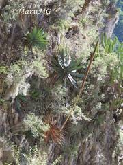 Agave obscura