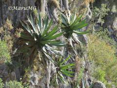 Agave obscura
