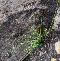 Tetratheca subaphylla