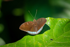 Tanaecia whiteheadi