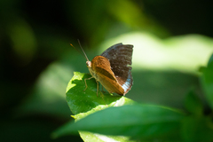 Tanaecia whiteheadi