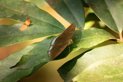 Tanaecia whiteheadi