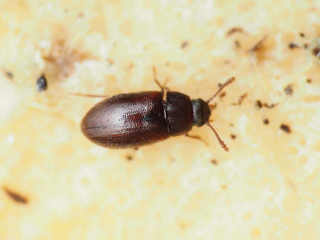Pisenus