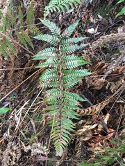 Polystichum neozelandicum neozelandicum