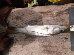 Centropomus undecimalis