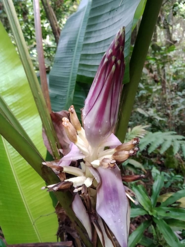 Musa violascens (Musa violascens)