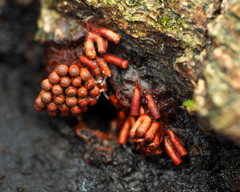 Metatrichia