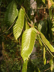 Oxyanthus speciosus
