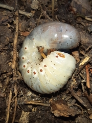 Xyloryctes jamaicensis