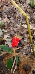 Arisaema dracontium