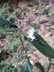 Oldenlandia mellii
