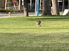Buteo jamaicensis