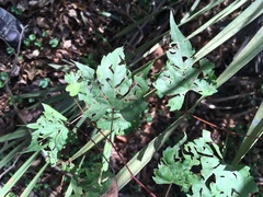 Vitis palmata