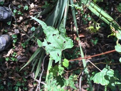 Vitis palmata