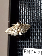 Lygropia