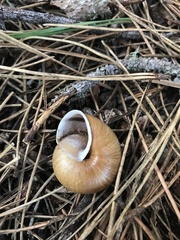 Helminthoglypta arrosa