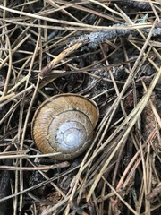 Helminthoglypta arrosa