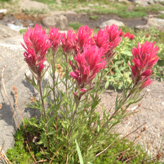 Castilleja parviflora oreopola