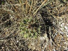 Coryphantha georgii