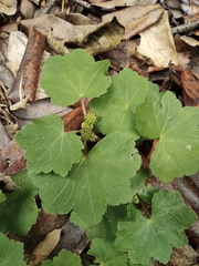 Hydrocotyle nepalensis