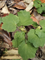 Hydrocotyle nepalensis
