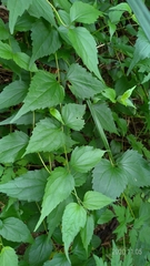Eupatorium tashiroi