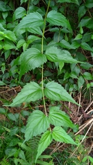 Eupatorium tashiroi