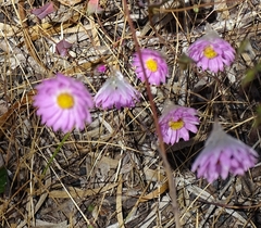 Rhodanthe manglesii