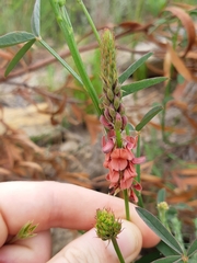 Indigofera psoraloides