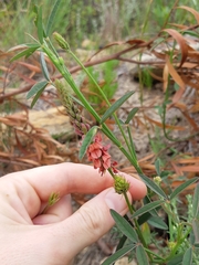 Indigofera psoraloides