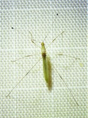 Metacanthus multispinus