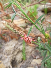 Indigofera psoraloides