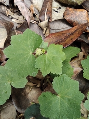 Hydrocotyle nepalensis