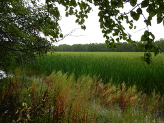 Epilobium pseudorubescens