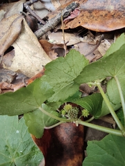 Hydrocotyle nepalensis