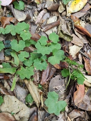Hydrocotyle nepalensis