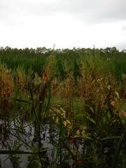 Epilobium pseudorubescens