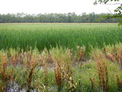 Epilobium pseudorubescens