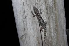 Phyllodactylus lanei