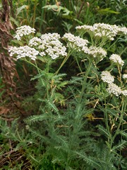 Achillea millefolium